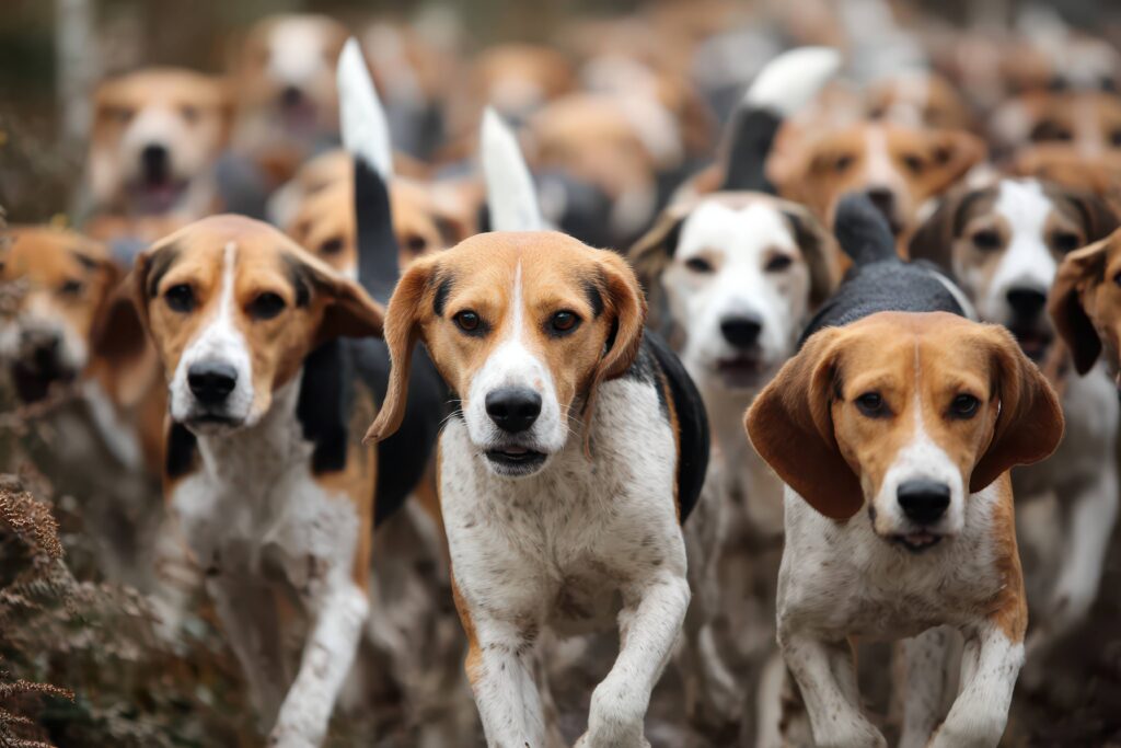 Du lapin au sanglier : le beagle, ce petit chien de chasse redoutable