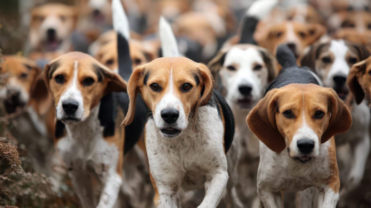 Du lapin au sanglier : le beagle, ce petit chien de chasse redoutable