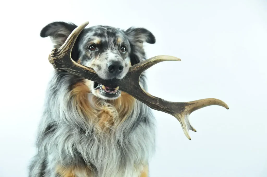 Quels sont les bienfaits des bois de cerf pour le chien?