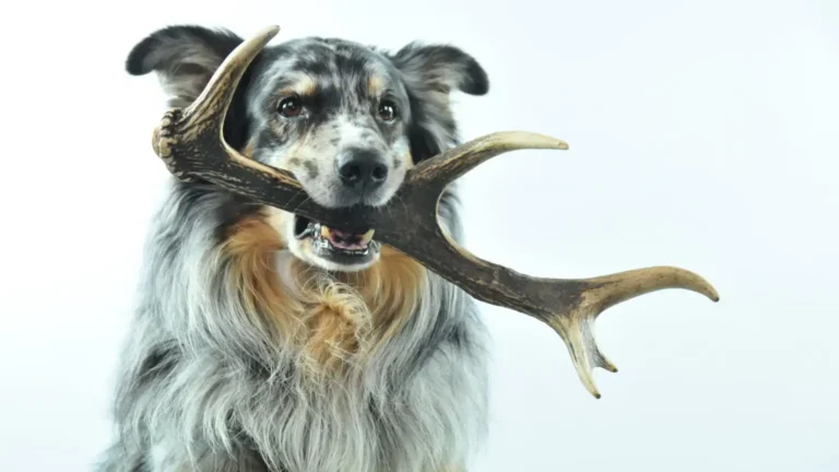 Quels sont les bienfaits des bois de cerf pour le chien?