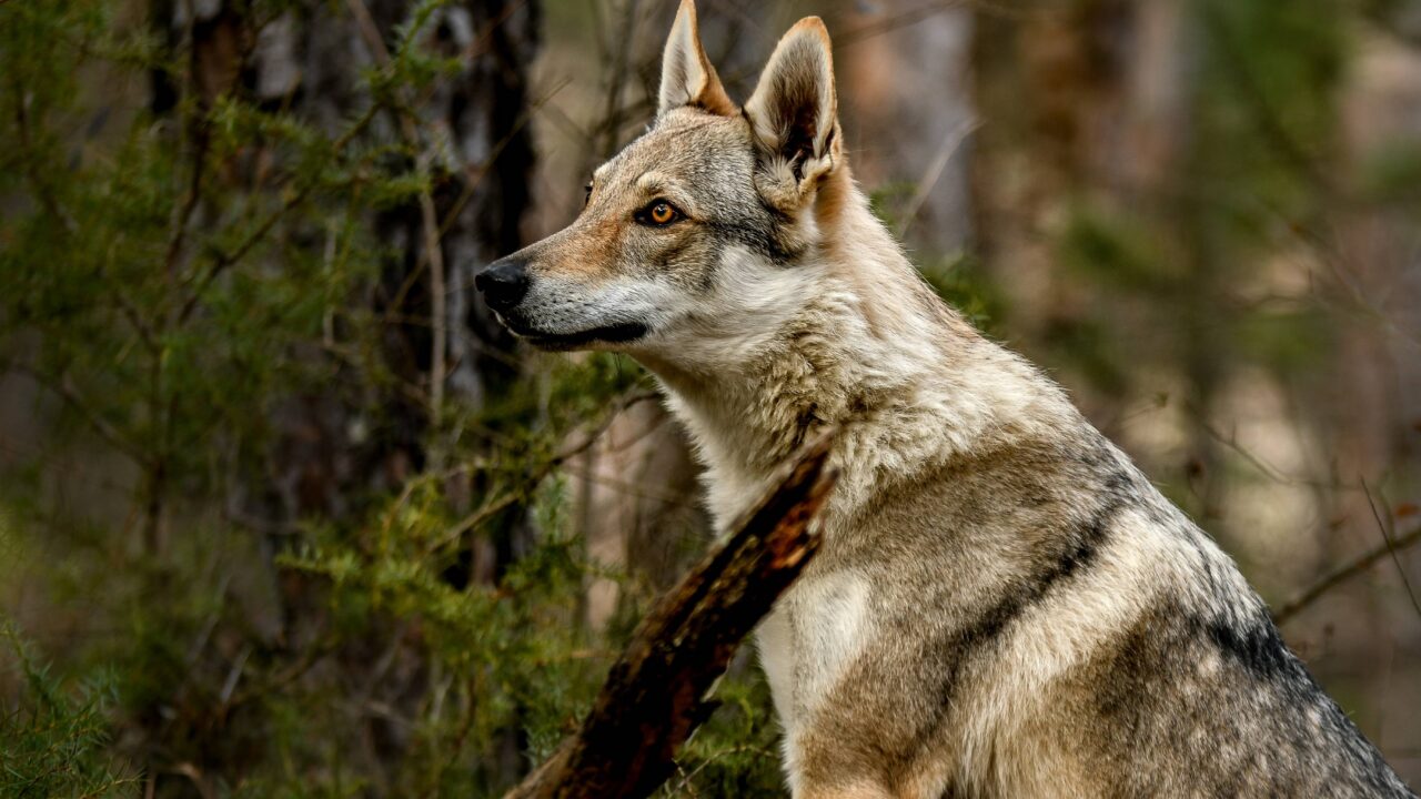 Loup ou chien ? Ces hybrides qui inquiètent l’Europe et s’installent en France