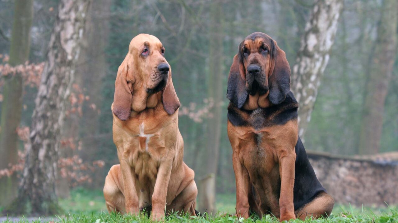 Ce chien sauve des vies et chasse depuis des siècles : découvrez le Saint-Hubert