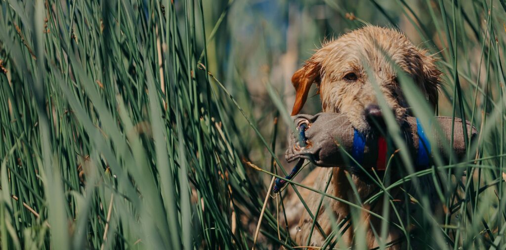 Comment dresser un chiot pour la chasse? race, méthode, dresseur et conseils pratiques
