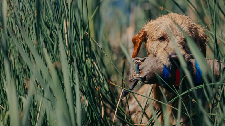 Comment dresser un chiot pour la chasse? race, méthode, dresseur et conseils pratiques