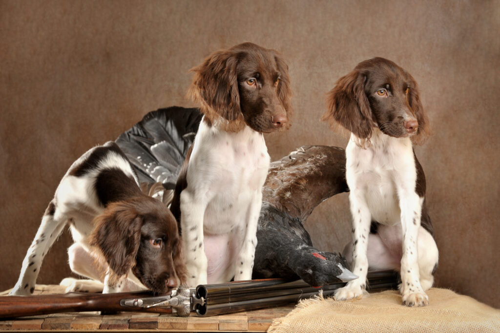 Tout savoir sur le münsterländer : un chien de chasse polyvalent et familial
