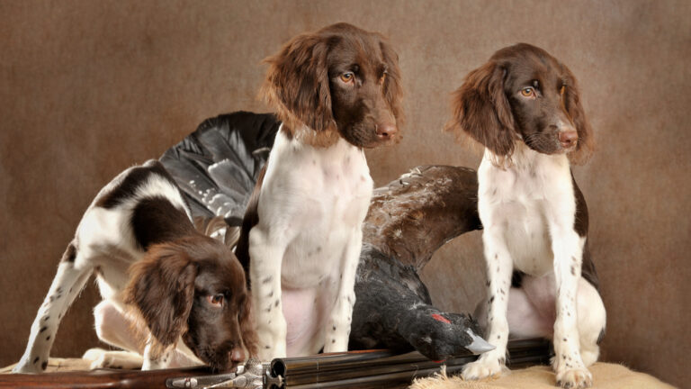 Tout savoir sur le münsterländer : un chien de chasse polyvalent et familial
