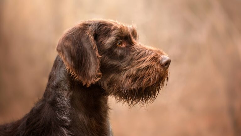 Bien choisir son chien de chasse : races, aptitudes et conseils pour le compagnon idéal