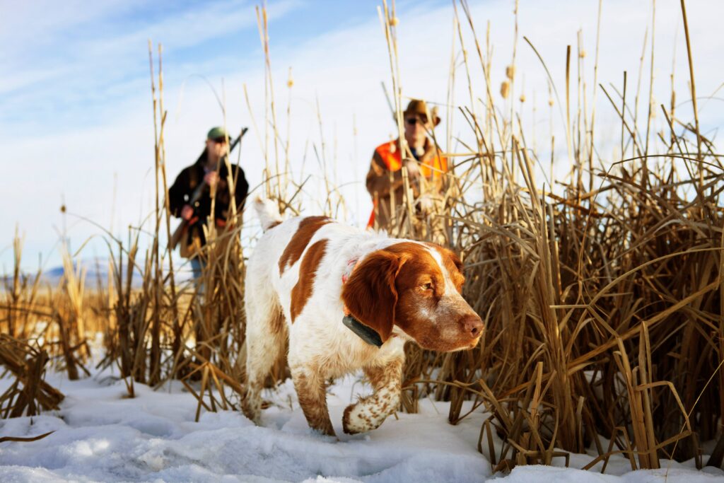 Chien de chasse : guide complet pour choisir, éduquer et équiper votre compagnon de chasse
