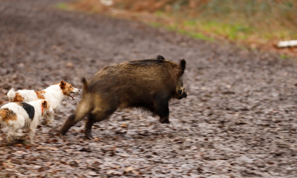 Quels sont les meilleurs chiens pour chasser le sanglier ?