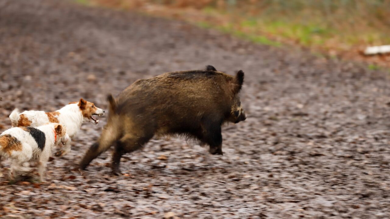 Quels sont les meilleurs chiens pour chasser le sanglier ?