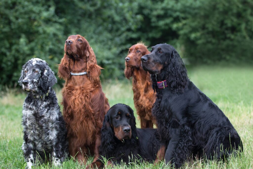 Races de chiens de chasse: Des photos pour les reconnaître