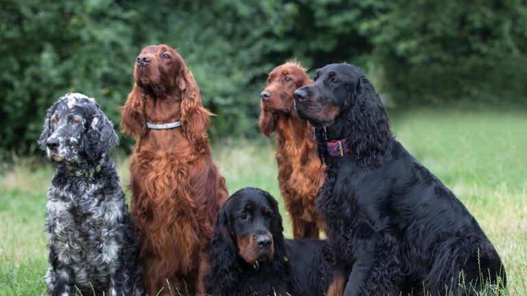 Races de chiens de chasse: Des photos pour les reconnaître