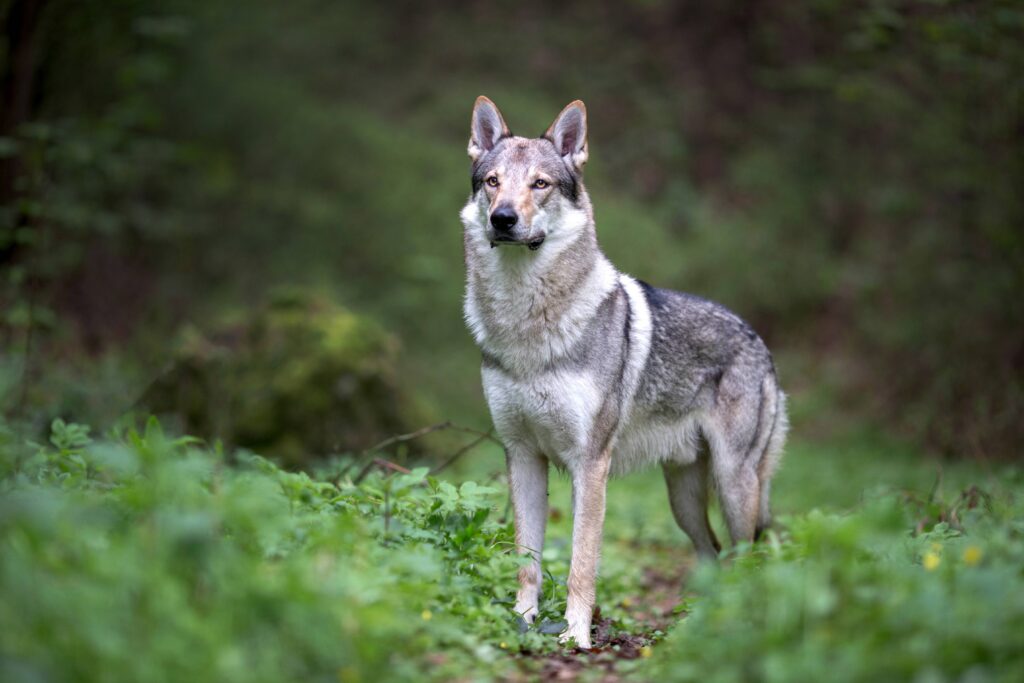 Comment être certain de faire la différence entre un chien et un loup?