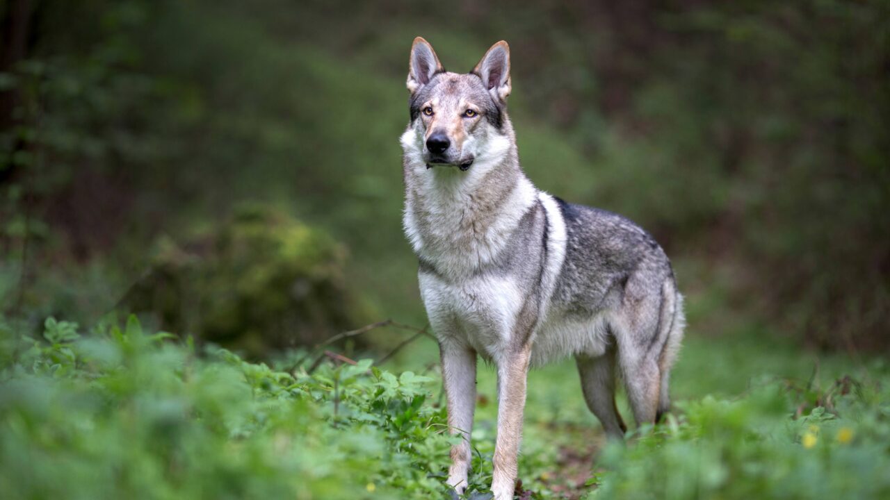 Comment être certain de faire la différence entre un chien et un loup?