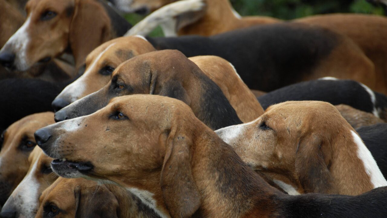 Quelles sont les races de chiens courants utilisées pour la chasse à courre ?