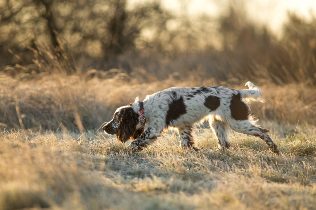 Quelles races de chiens sont adaptées à la chasse ?