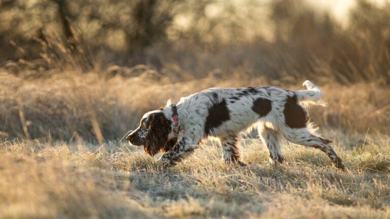 Quelles races de chiens sont adaptées à la chasse ?