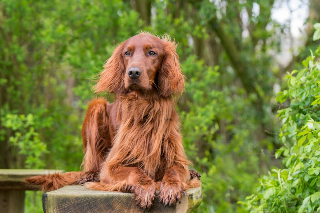 Pourquoi choisir un setter irlandais pour la chasse ?