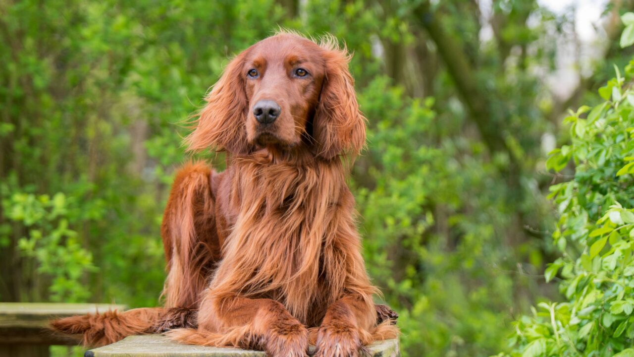 Pourquoi choisir un setter irlandais pour la chasse ?