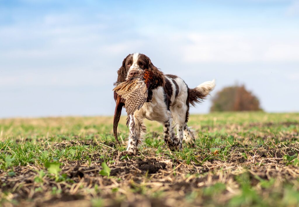 Springer, le roi des broussailles : un spaniel taillé pour la chasse