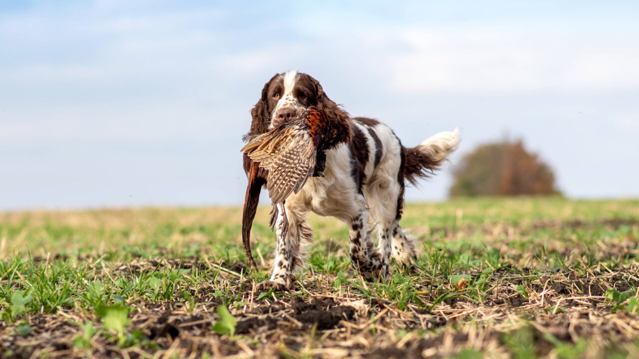 Springer, le roi des broussailles : un spaniel taillé pour la chasse