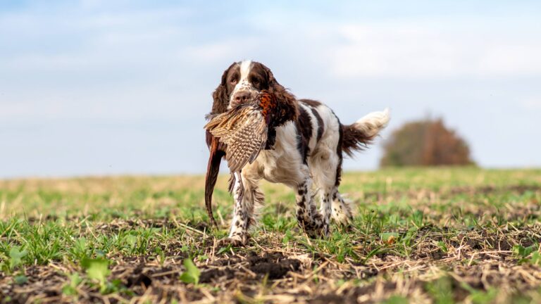 Springer, le roi des broussailles : un spaniel taillé pour la chasse
