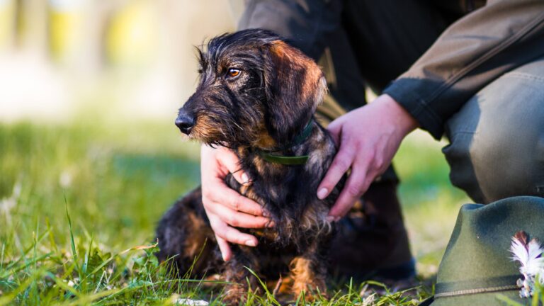 Les teckels qui sont-ils?