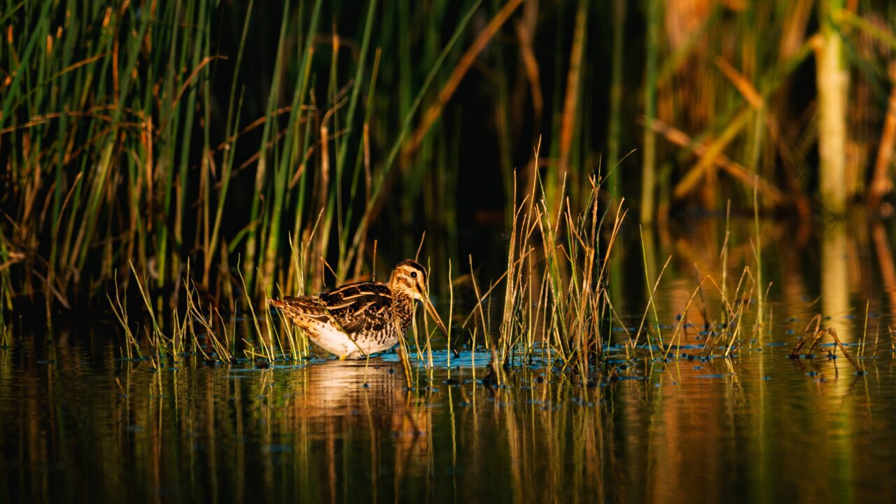 Ouverture et fermeture de la chasse 2025-2026 en Eure-et-Loir : Dates et Quotas