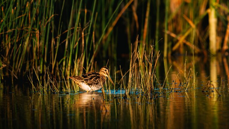 Ouverture et fermeture de la chasse 2025-2026 en Eure-et-Loir : Dates et Quotas