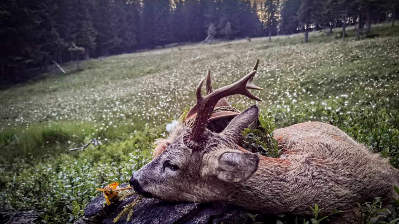 Que risque un chasseur s’il ne pose pas de bracelet sur un chevreuil?