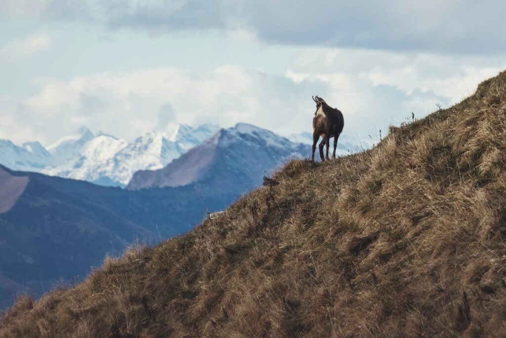 Comment obtenir un permis de chasse en Suisse ?