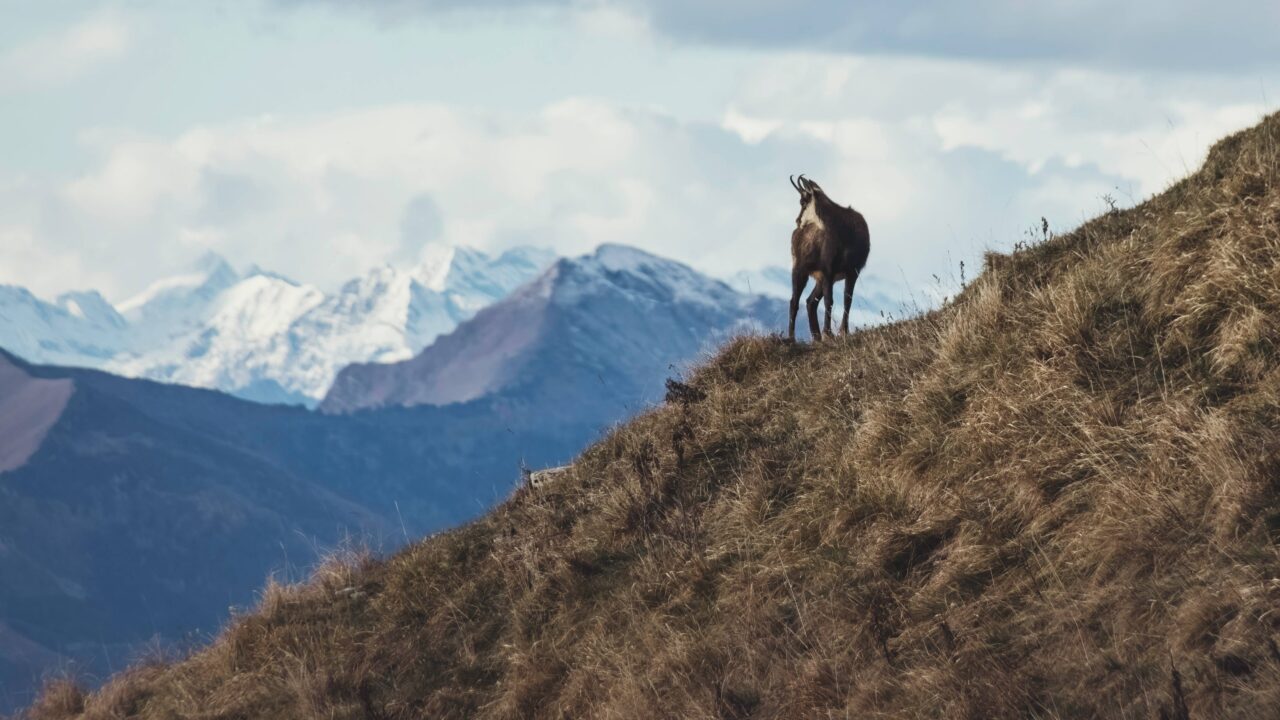 Comment obtenir un permis de chasse en Suisse ?