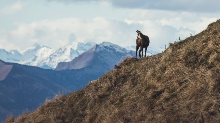 Comment obtenir un permis de chasse en Suisse ?