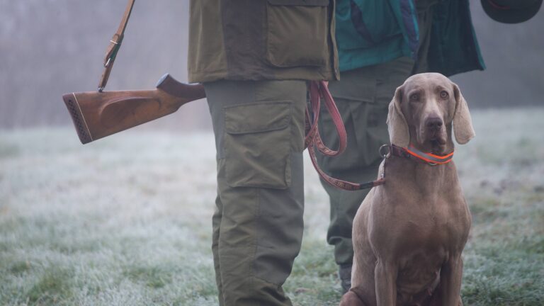 Quelles sont les périodes de chasse en France ?