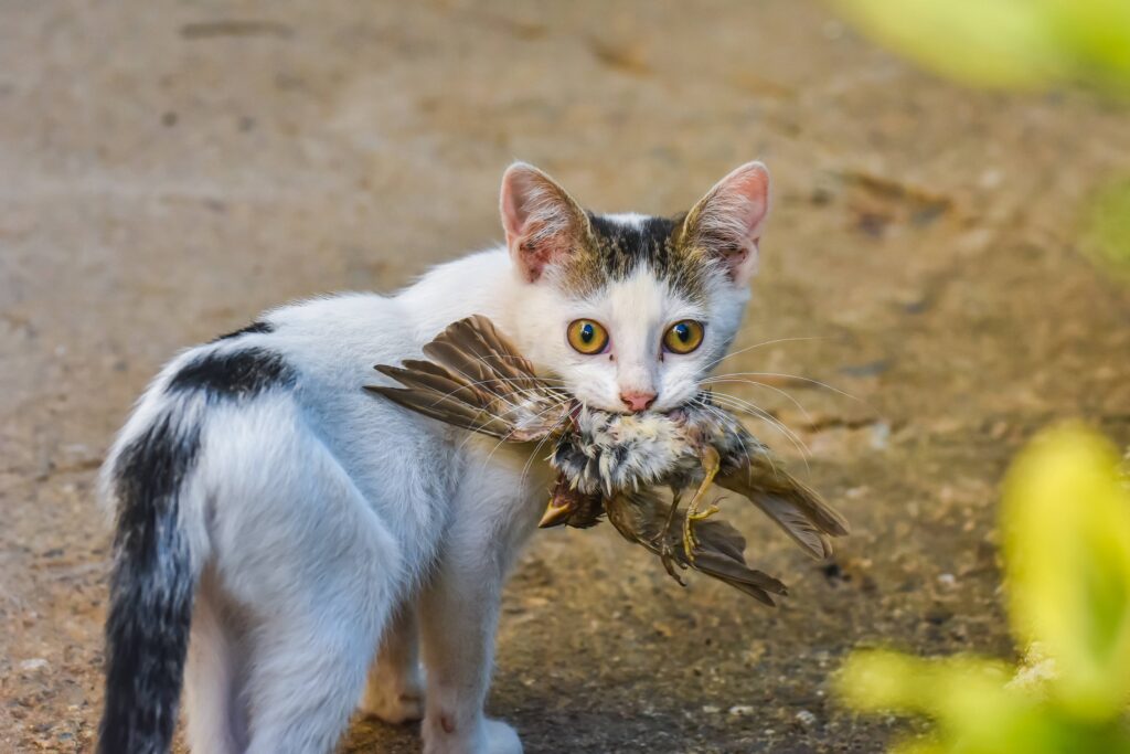 Les chasseurs peuvent-ils tirer sur les chats ? Ce que dit vraiment la loi