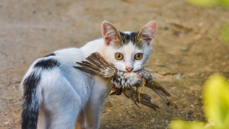 Les chasseurs peuvent-ils tirer sur les chats ? Ce que dit vraiment la loi