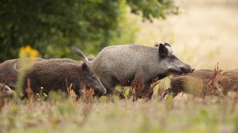 Quelles sont les périodes de chasse au sanglier ?