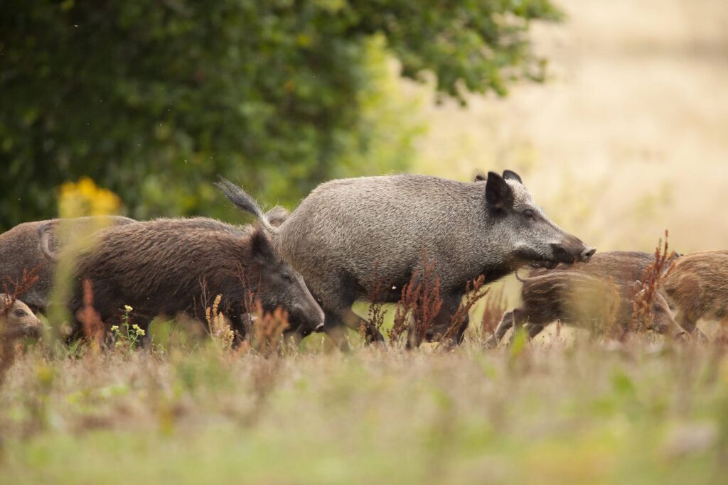 Quelles sont les périodes de chasse au sanglier ?