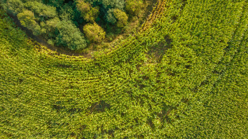 Dégâts de gibier en France : comment fonctionne l’indemnisation ?