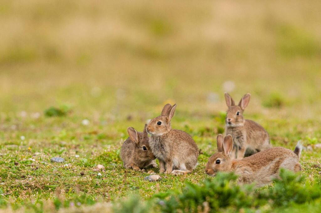 Comment réagir devant la prolifération de lapins chez vous ?