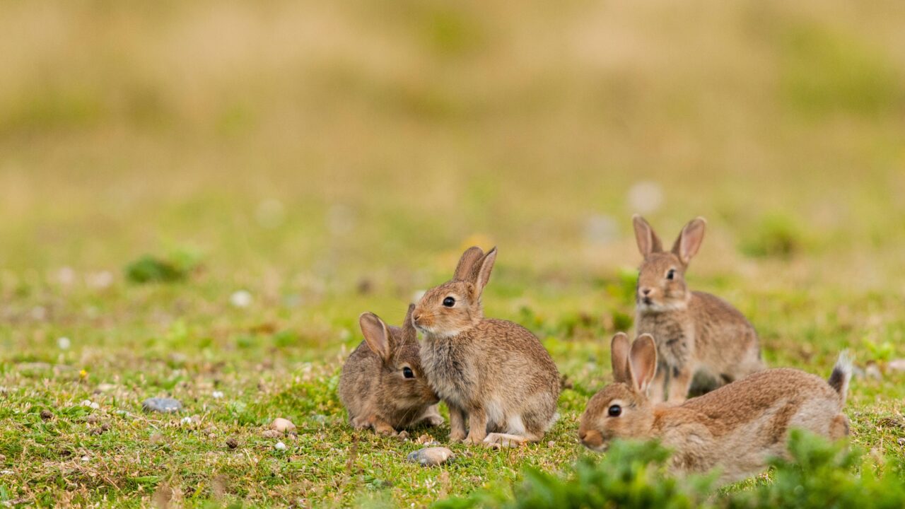 Comment réagir devant la prolifération de lapins chez vous ?