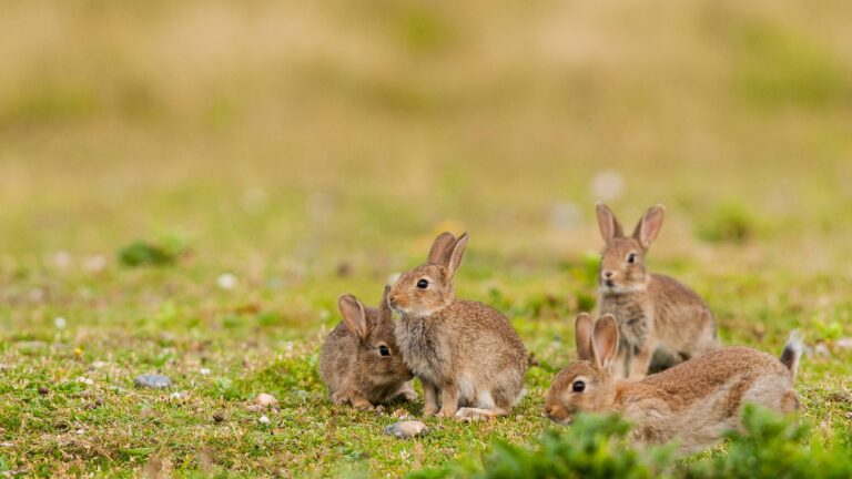 Comment réagir devant la prolifération de lapins chez vous ?