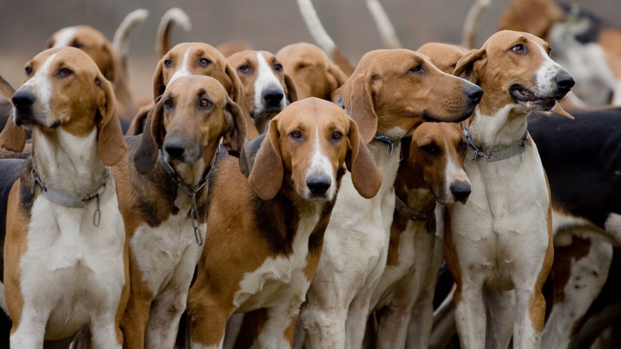 Qu’est-ce que le chien tricolore ?