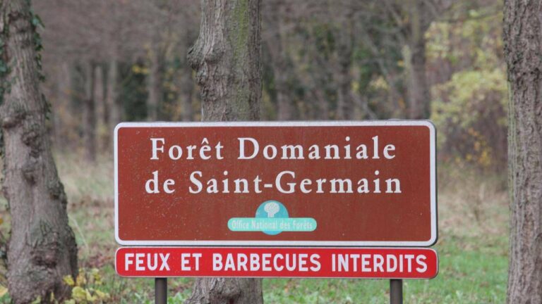 Comment s’organise la chasse en forêt domaniale en France?