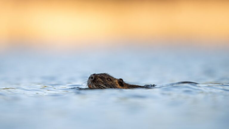 Le permis de chasser est-il nécessaire pour la destruction d’espèces nuisibles ?