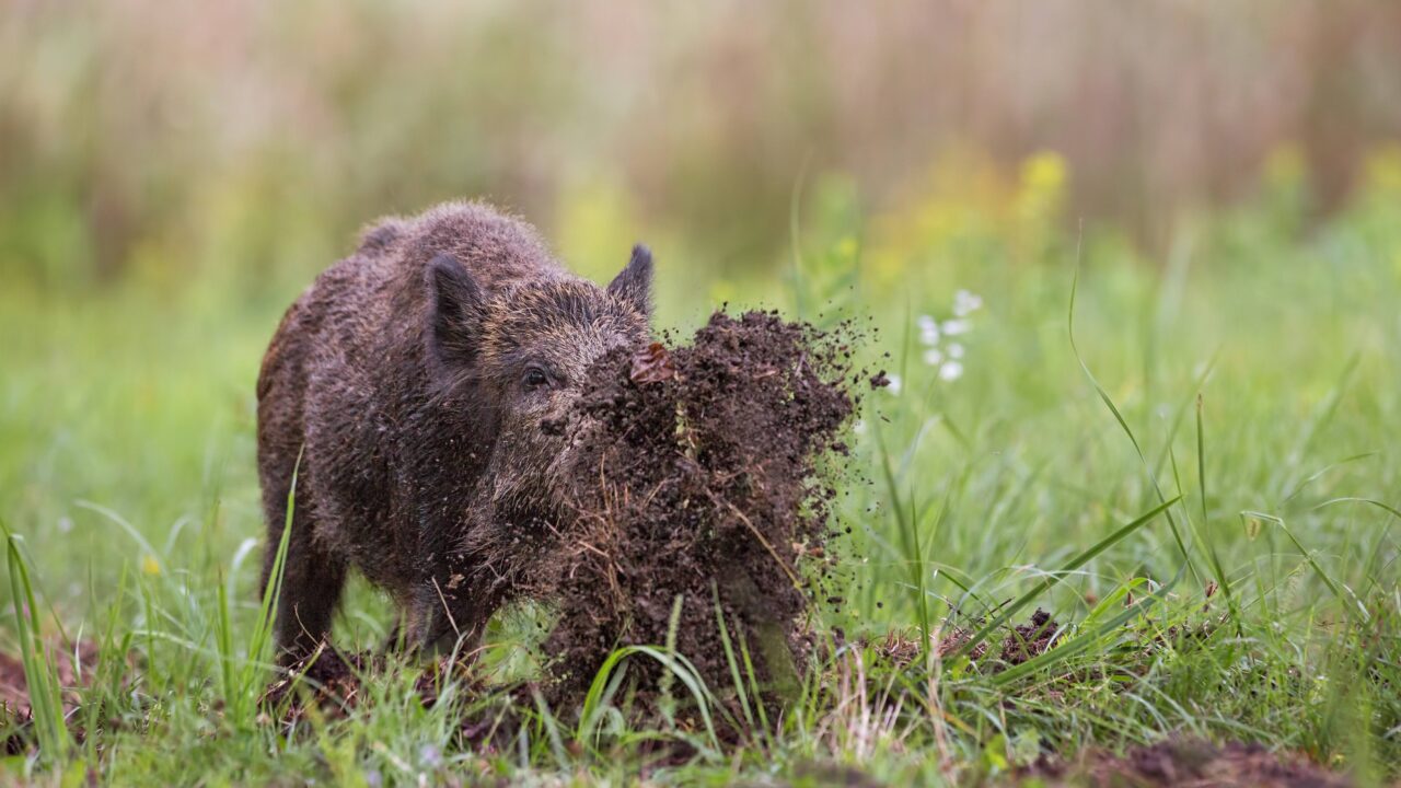 Chasse et dégâts : un particulier peut-il demander une indemnisation aux chasseurs ?