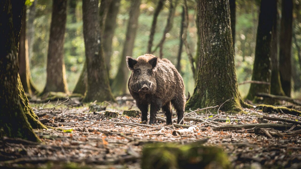 Quel est l’âge maximum d’un sanglier ?