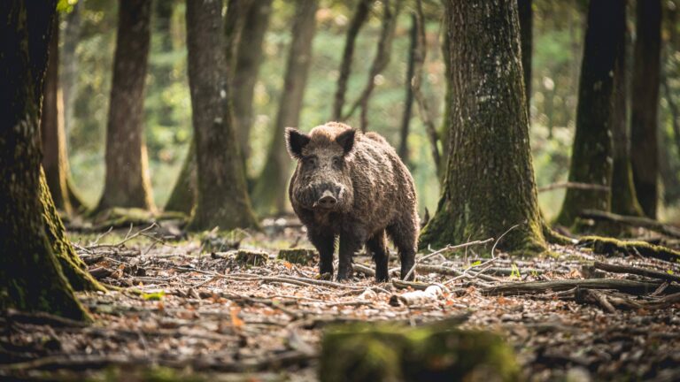 Quel est l’âge maximum d’un sanglier ?