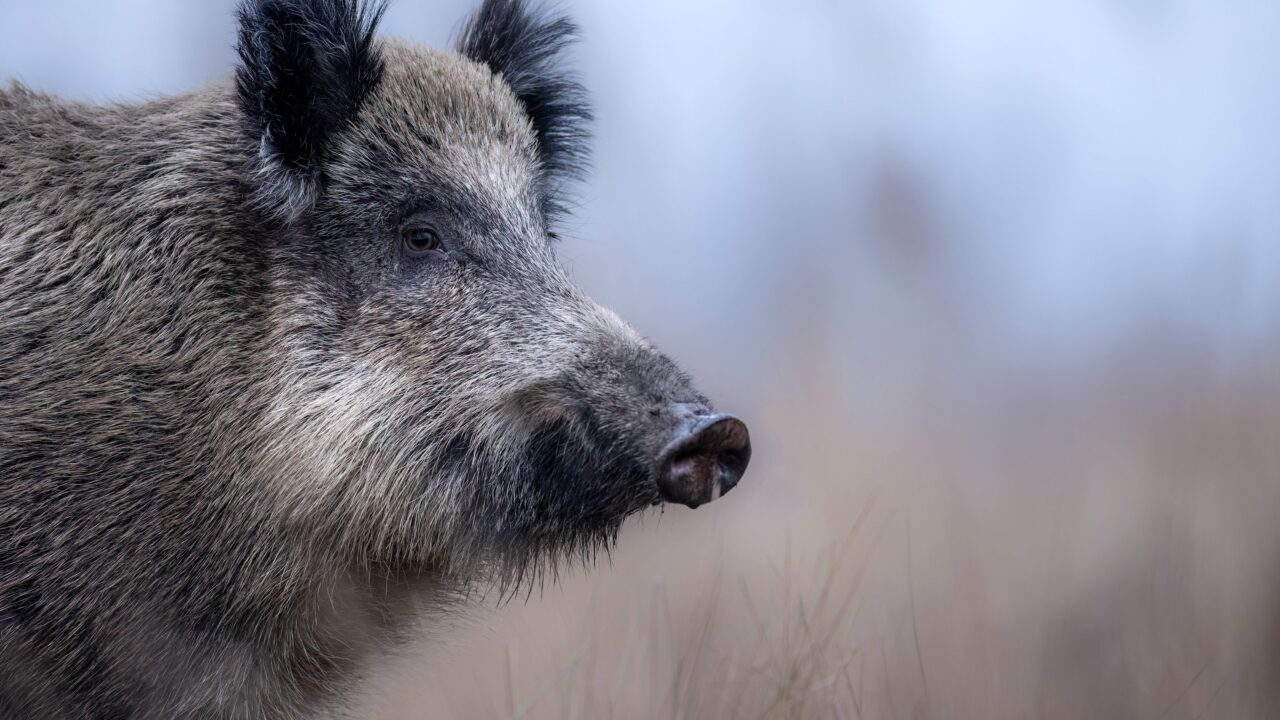 Quelle est la femelle du sanglier ?