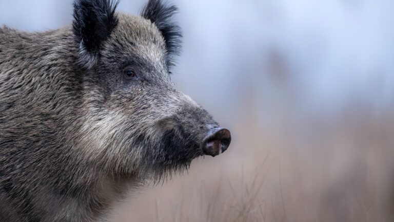 Quelle est la femelle du sanglier ?